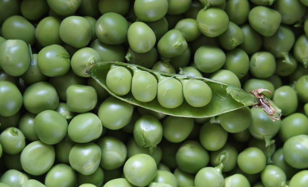 green peas in macro lens