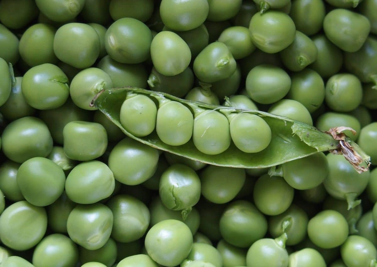 green peas in macro lens